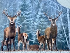 -DK45丹麦家居生活馆·依诺维绅(798店)