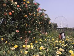 -石家庄市植物园
