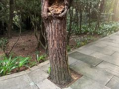 -铁山坪森林公园