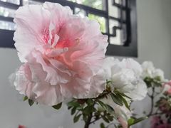-上海醉白池公园