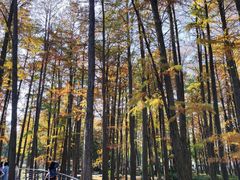 -月湖风景区