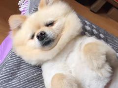 -宠福鑫康馨动物医院·骨科·眼科