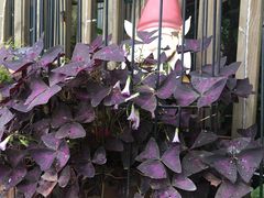 -三圣花乡旅游区