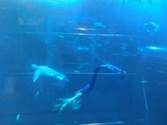 -太平洋海底世界