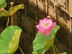 -上海鲜花港