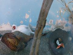 -青藏高原野生动物园