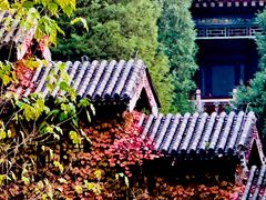 -颐和园