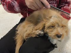 -帕帕拉兹宠物(亚洲旗舰店)