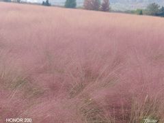 -羊亭河湿地公园