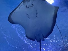 -海合安武汉极地海洋公园