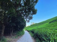 -午潮山国家森林公园