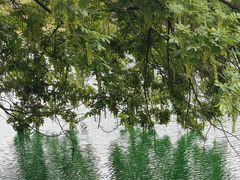 -龙坞茶村