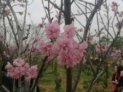 -天适樱花悠乐园