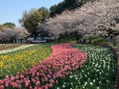 -苏州上方山国家森林公园