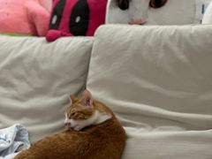 -瑞派康怡24h宠物医院·犬猫医疗中心·微创绝育(瑞景分院)