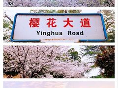 -武汉大学-樱园