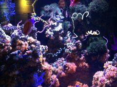 -西雅图水族馆