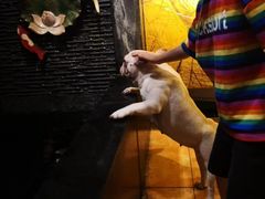 -more than meow吴止猫主题餐厅(承德 中船汇店)