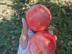 -华盛园卷子王农家菜水库鱼