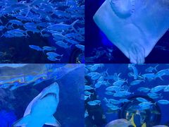 -海合安武汉极地海洋公园