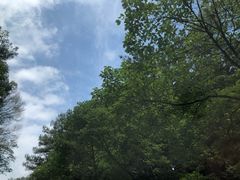 -铁山坪森林公园