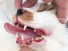 -艾吉宠物医院·疑难杂症转诊中心·猫友好(碧江路院)