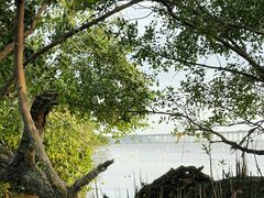-宝安西湾红树林湿地公园