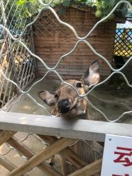 -萌宠亲子动物乐园(槐房万达店)