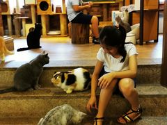 -more than meow吴止猫主题餐厅(承德 中船汇店)