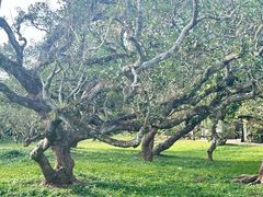 -中国科学院西双版纳热带植物园