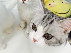 -喵的天空名猫咖啡馆·撸猫·猫舍·用品