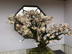 -香雪海