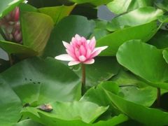 -荷花荡