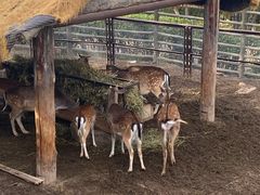 -青藏高原野生动物园