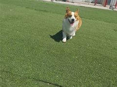 -宠物寄养训练学校
