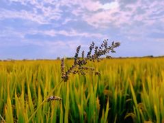 -嘉北郊野公园