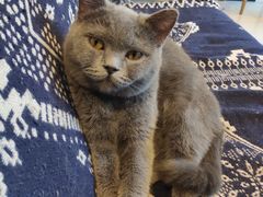 -平行世界·猫咖(首经贸店)