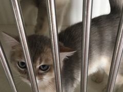 -东方名猫馆·英短金渐层布偶猫舍(环线广场1号楼店)