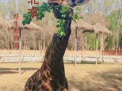 -北京野生动物园