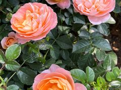 -人民公园(罗湖区)