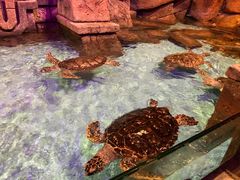 -哈尔滨波塞冬海底世界
