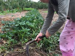 -南汇老顾农家乐采摘大团水蜜桃采摘店