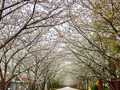 -高东镇樱花园