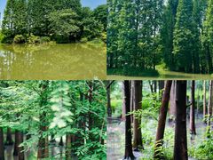 -桤木河湿地公园