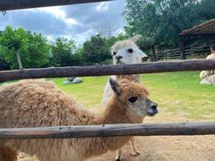 -泉州海丝野生动物世界