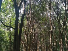 -火炉山森林公园