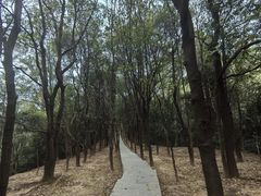 -火炉山森林公园