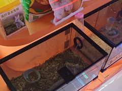 -可爱抓 COCO  GOTCHA(天津鹏欣水游城店)