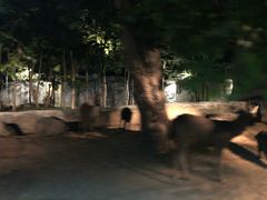 -清迈夜间动物园