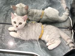 -Sying杉影日式烫染專門店
